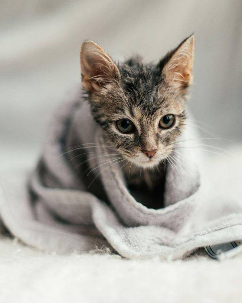 pinterest/catster.com